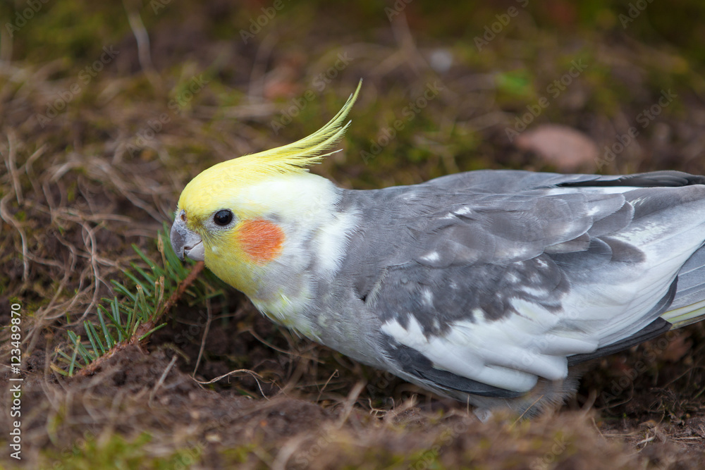 Nymphensittich (Nymphicus hollandicus) (cockatiel, weiro, quarrion) Nymphensittich (Nymphicus hollandicus) (cockatiel, weiro, quarrion)