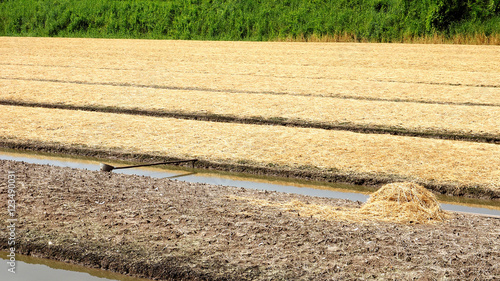 Preparing the soil and straw to cover