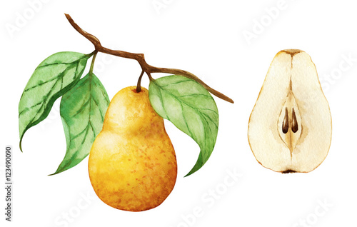 Watercolor pear on the branch and cutaway