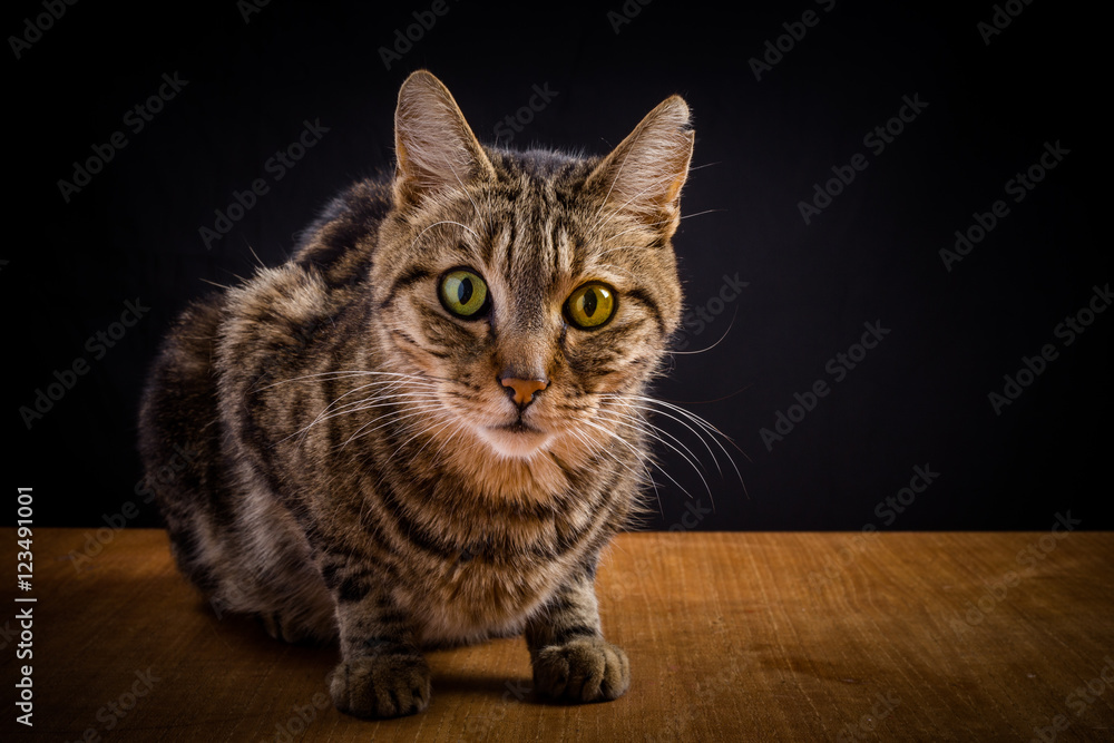un chat tigré aux yeux bicolores assis  sur un plateau en bois et avec un fond noir