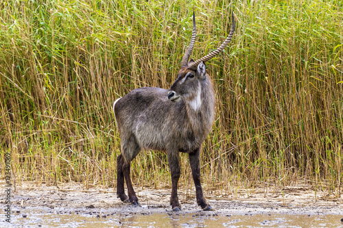 Waterbuck (Kobus ellipsiprymnus), male. South Africa, iSimangaliso Wetland Park (Greater St. Lucia Wetlands Park) - estuary photo