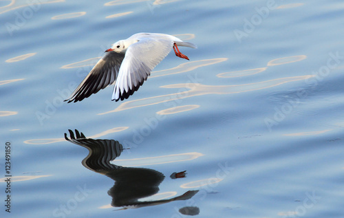 Gull ,Larus ridibundus,rivergull flying above river Danube,in Zemun,Belgrade,Serbia.