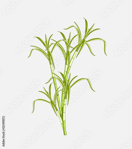 Field Sugarcane Vector