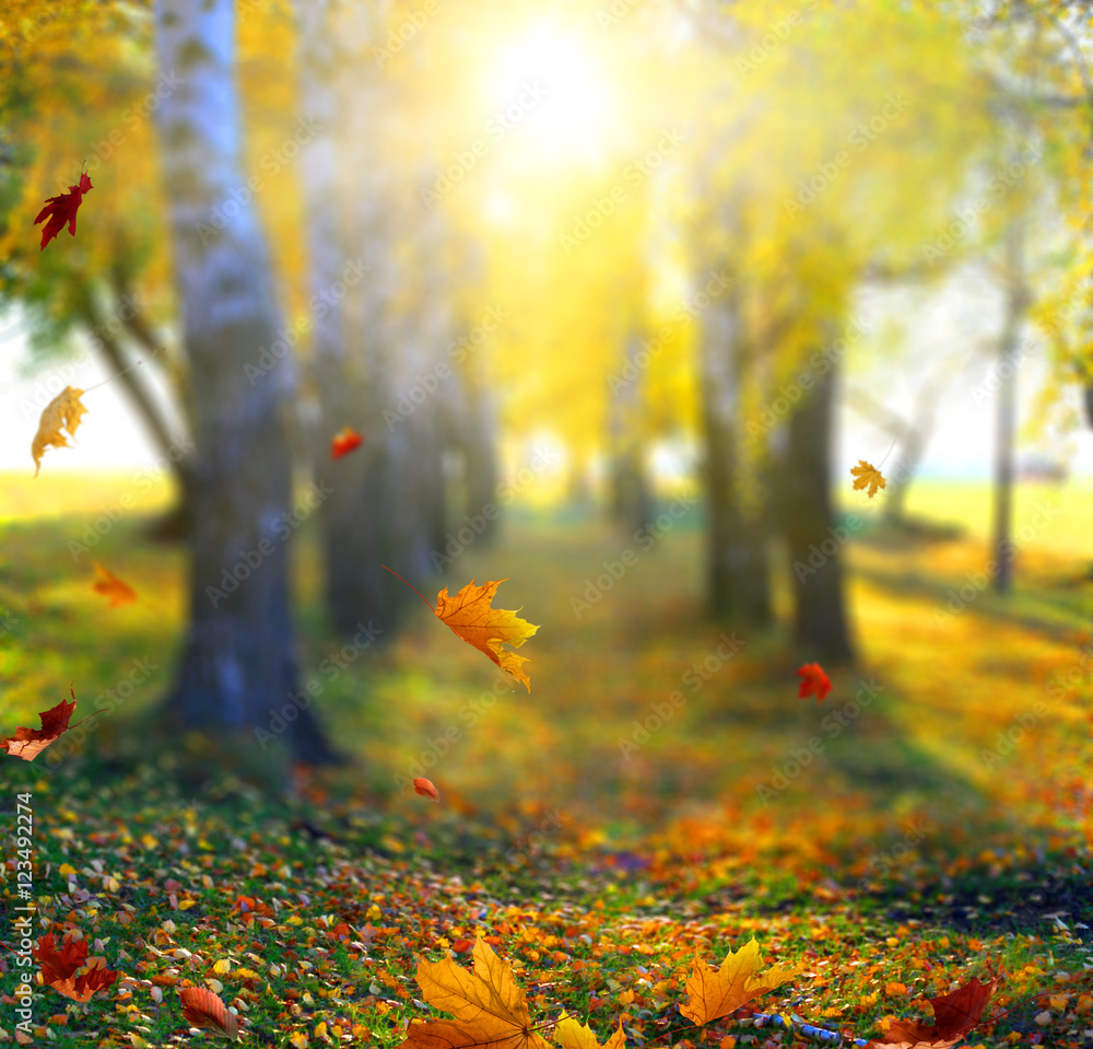 Naklejka premium Beautiful autumn landscape 