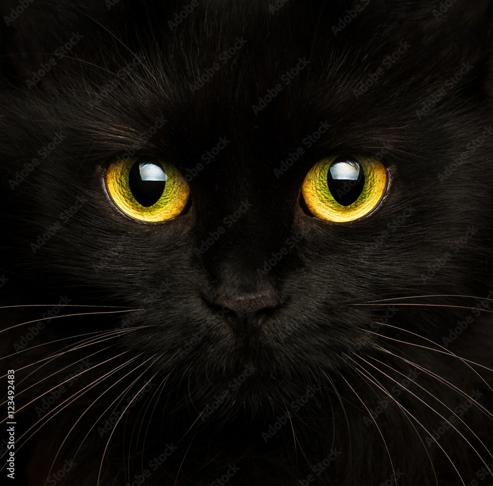 Obraz premium Ładny pysk czarnego kota z bliska