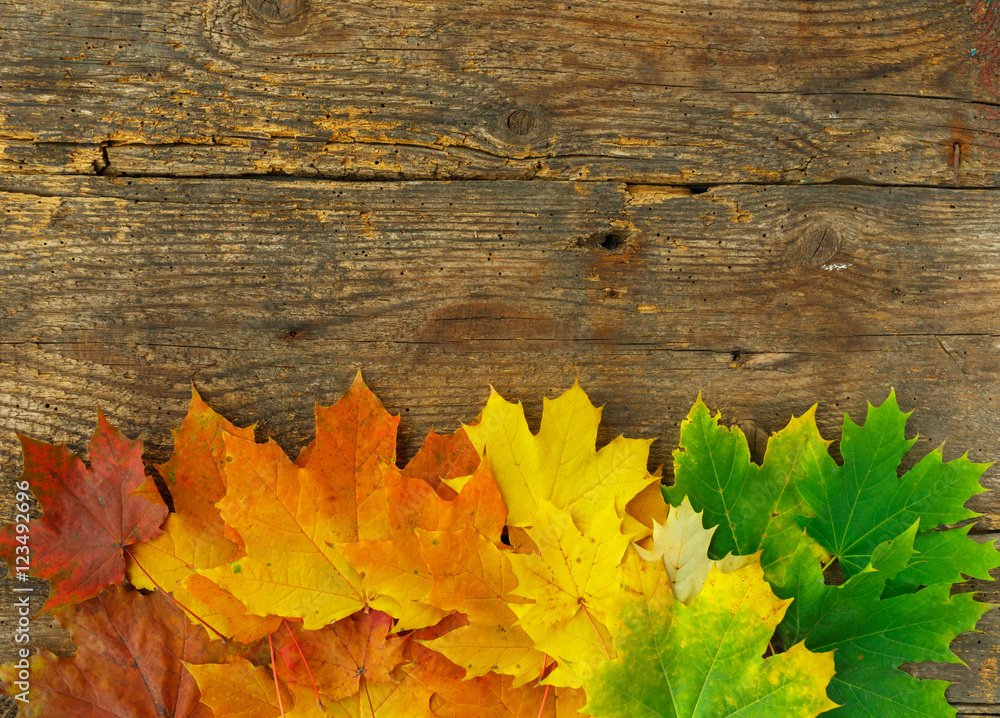 Red, yellow and green maple leaves on old wooden background