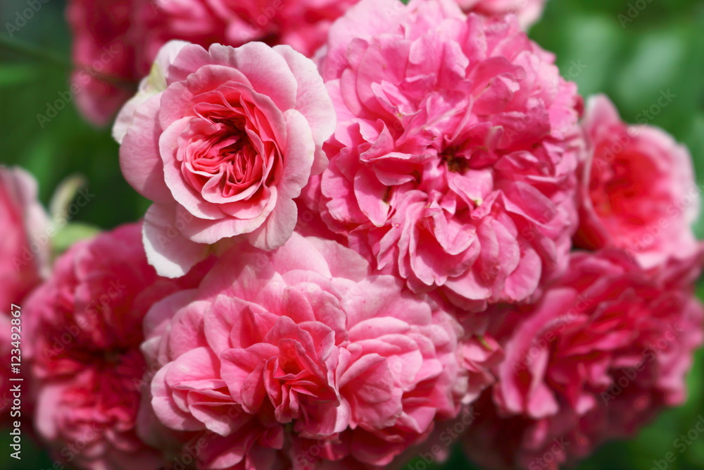 Les Quatre Saisons (MeIfafio, Pink Swany) rose.