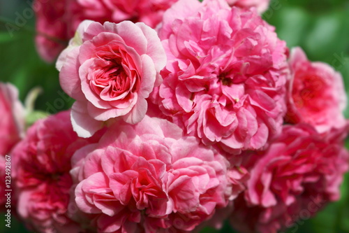 Les Quatre Saisons (MeIfafio, Pink Swany) rose.