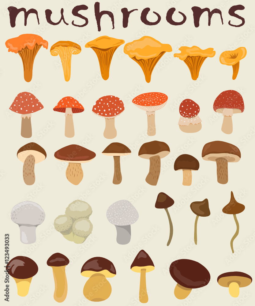 forest mushrooms. vector forest mushrooms. vector
