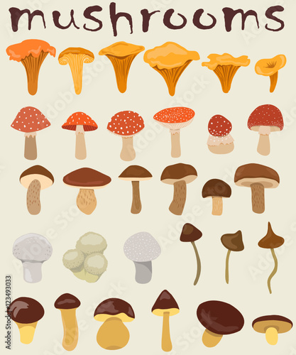 forest mushrooms. vector