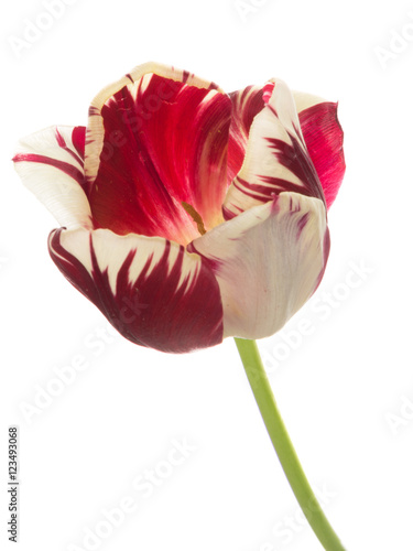 red-white tulip flower