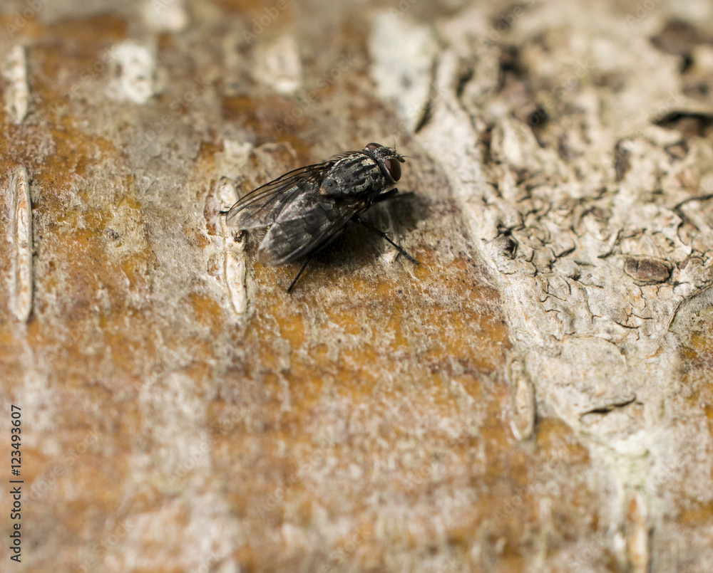 Black hairy fly with brown eyes sitting on wood Black hairy fly with brown eyes sitting on wood