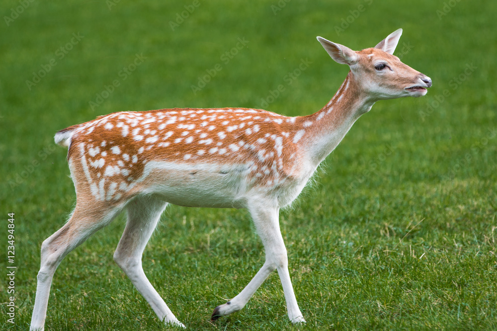 Damwild Damhirsch (Dama dama) Damwild Damhirsch (Dama dama)