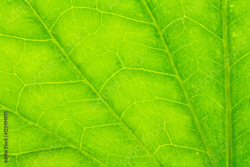 Leaf texture or leaf background for design with copy space for text or image.