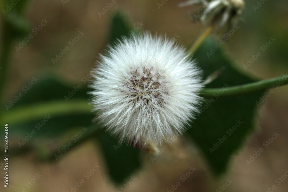 Obraz premium Dandelion 