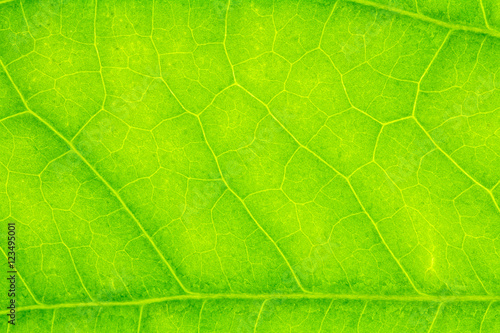 Leaf texture or leaf background for design with copy space for text or image.