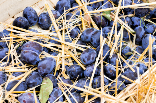 Obraz na płótnie Blue plums in a box.