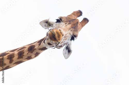 Giraffe's Head Isolated against a white sky photo