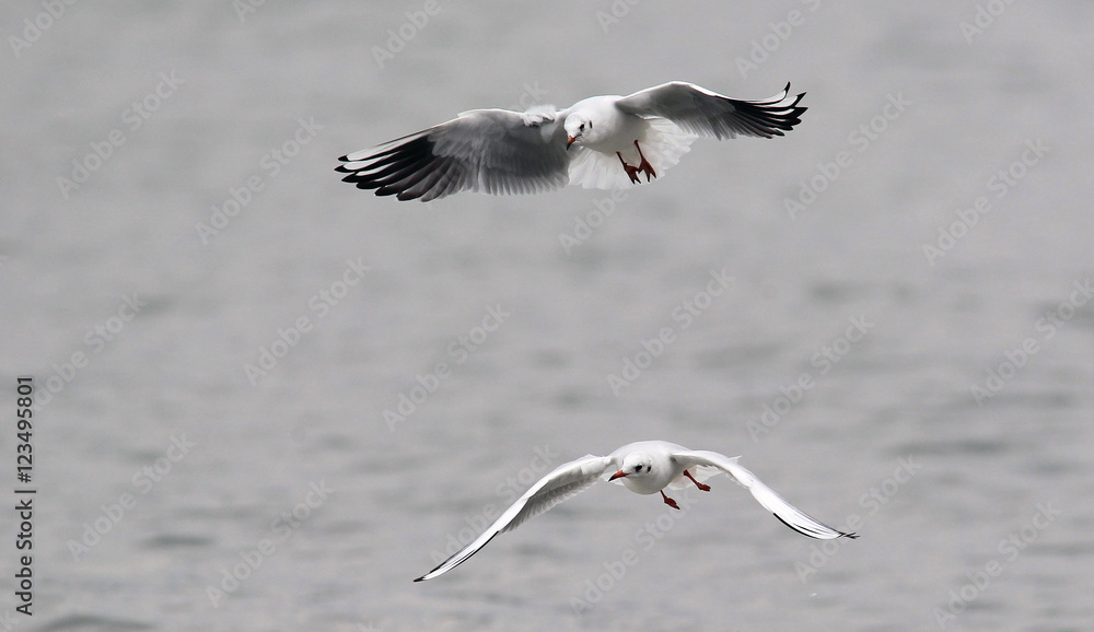 A flock of gulls,rivergulls flying above river Danube,in Zemun,Belgrade,Serbia. A flock of gulls,rivergulls flying above river Danube,in Zemun,Belgrade,Serbia.