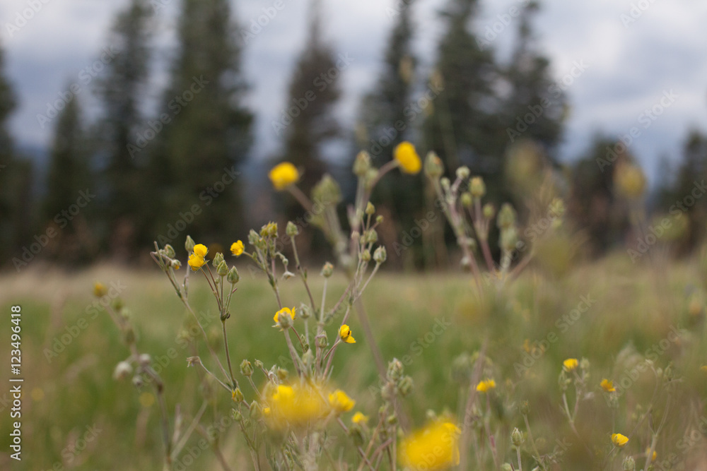 Obraz premium Mountain Flowers