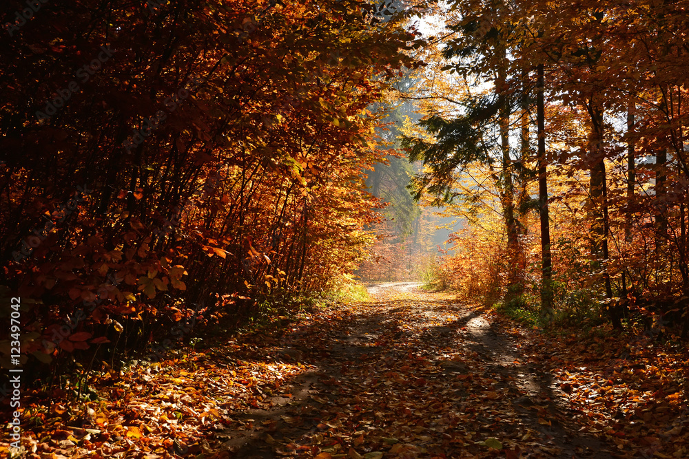 Fototapeta premium Road in autumn forest