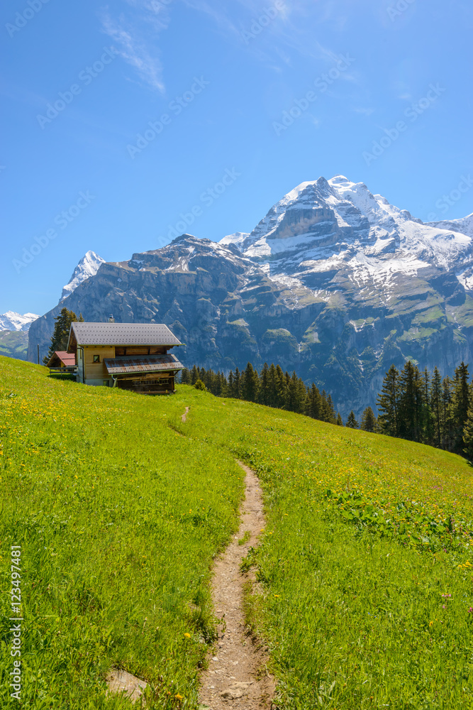 View of beautiful landscape in the Alps with fresh green meadows and snow-capped mountain tops in the background on a sunny day with blue sky. View of beautiful landscape in the Alps with fresh green meadows and snow-capped mountain tops in the background on a sunny day with blue sky.