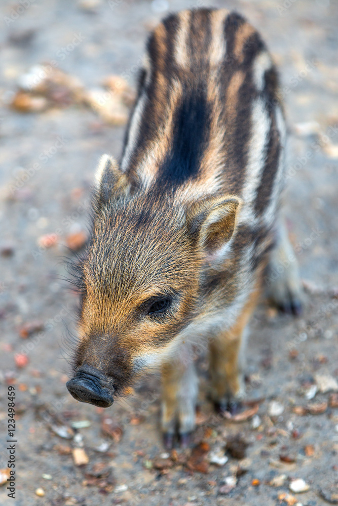 Frischling Wildschwein (Sus scrofa) Frischling Wildschwein (Sus scrofa)
