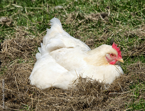 hen