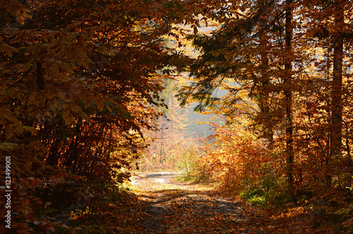 Road in autumn forest © puchan