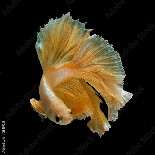betta fish