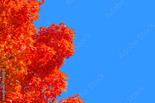 Maple trees with red autumn leaves against pure blue sky in Montreal.