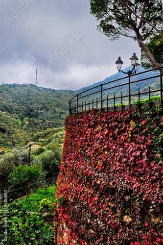 ivy red leaves in autumn on the stone wall