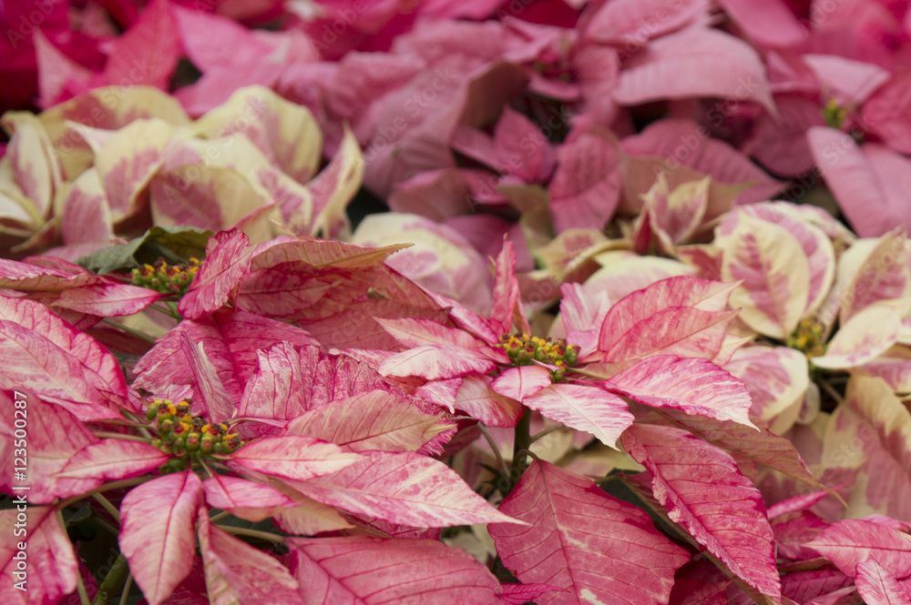 Bright pink poinsettia or christmas flower Bright pink poinsettia or christmas flower