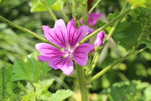 Violet "Common Mallow" flower (or Cheeses, High Mallow, Tall Mallow) in Zurich, Switzerland. Its Latin name is Malva Sylvestris.