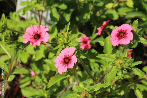 Canvastavla Pink-red Nepal Cinquefoil flower in Zurich, Switzerland