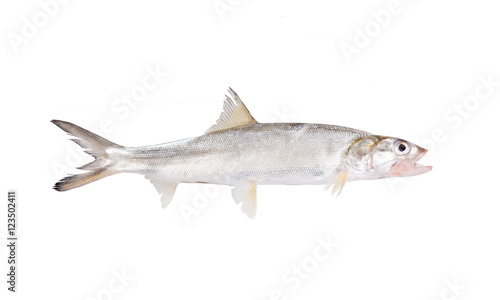  Fish Ladyfish  ( Elops saurus). Isolated on white background