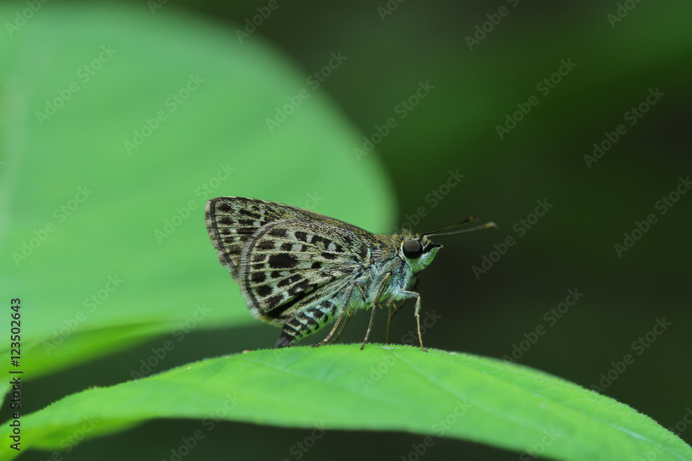 Butterfly in Thailand and Southeast Asia. Butterfly in Thailand and Southeast Asia.