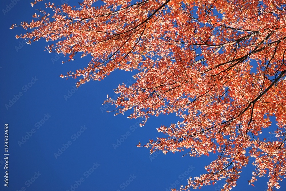 Colorful autumn maple leaves on a tree branch Colorful autumn maple leaves on a tree branch