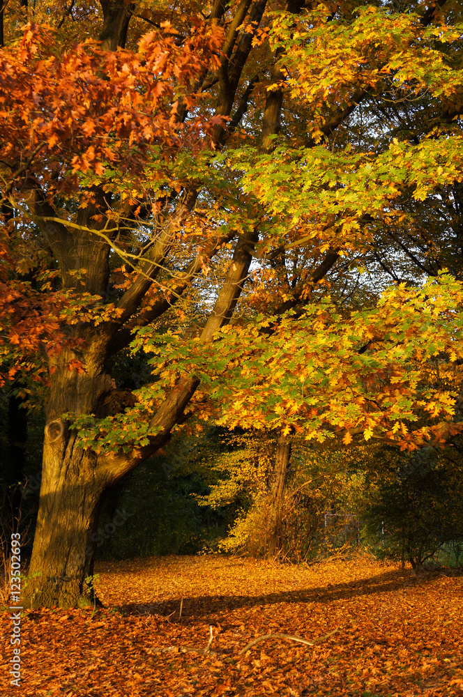 Obraz premium Goldener Herbst