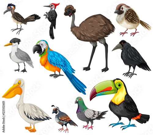 Different types of wild birds