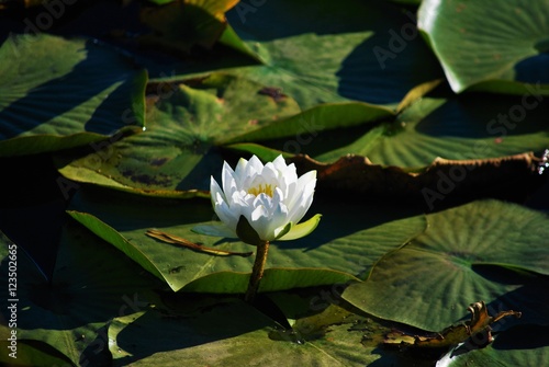 White water lily on the pond