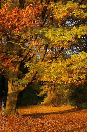 Goldener Herbst