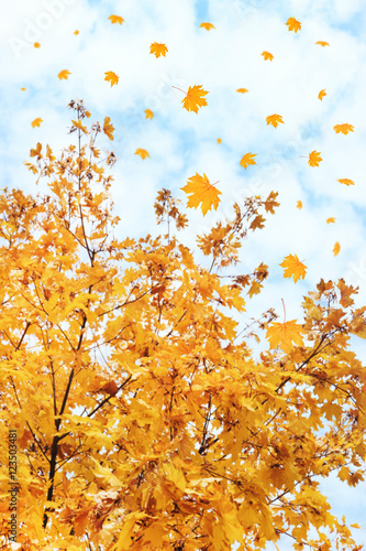 Beautiful autumn foliage on sky background.