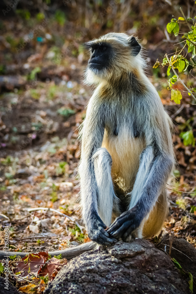 Fototapeta premium A wild langur monkey