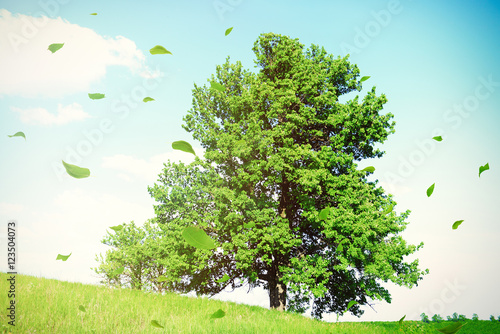 Big tree and flying green leaves on meadow