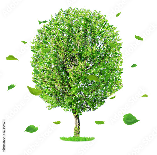 Big tree and flying green leaves on white background