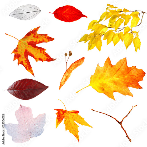 Set of autumn leaves isolated on white photo