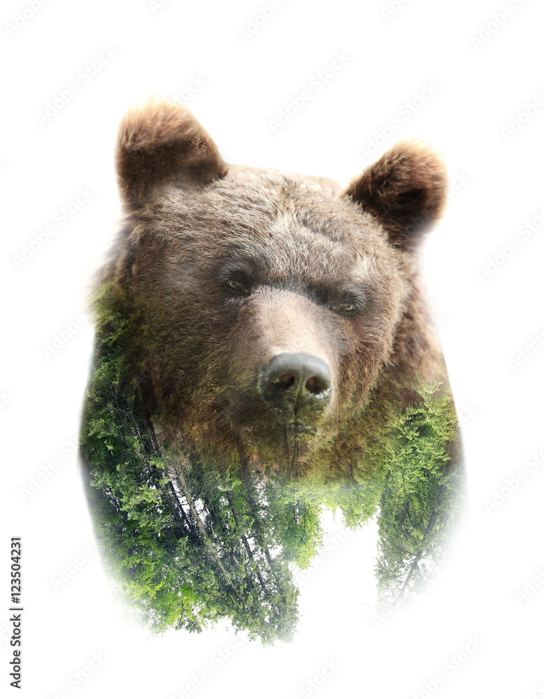 Obraz premium Collage of bear and forest