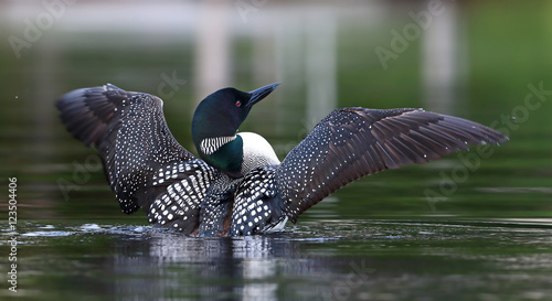 Common Loon (Gavia immer) breaching the water to dry her wings in the morning as she swims on Wilson Lake, Que, Canada photo