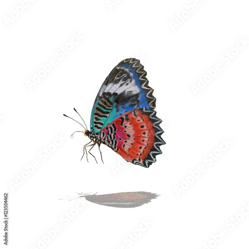 Butterflies flying, isolated on white background